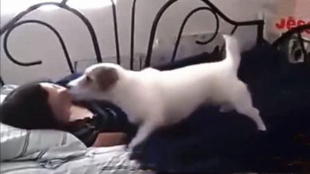 美女与狗交配视频,美女与狗的惊世交配之谜